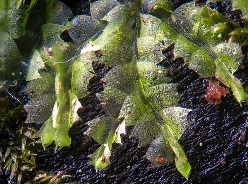 Lophocolea sp.